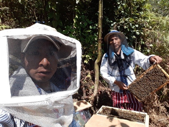 ACODIHUE beekeepers harvesting honey