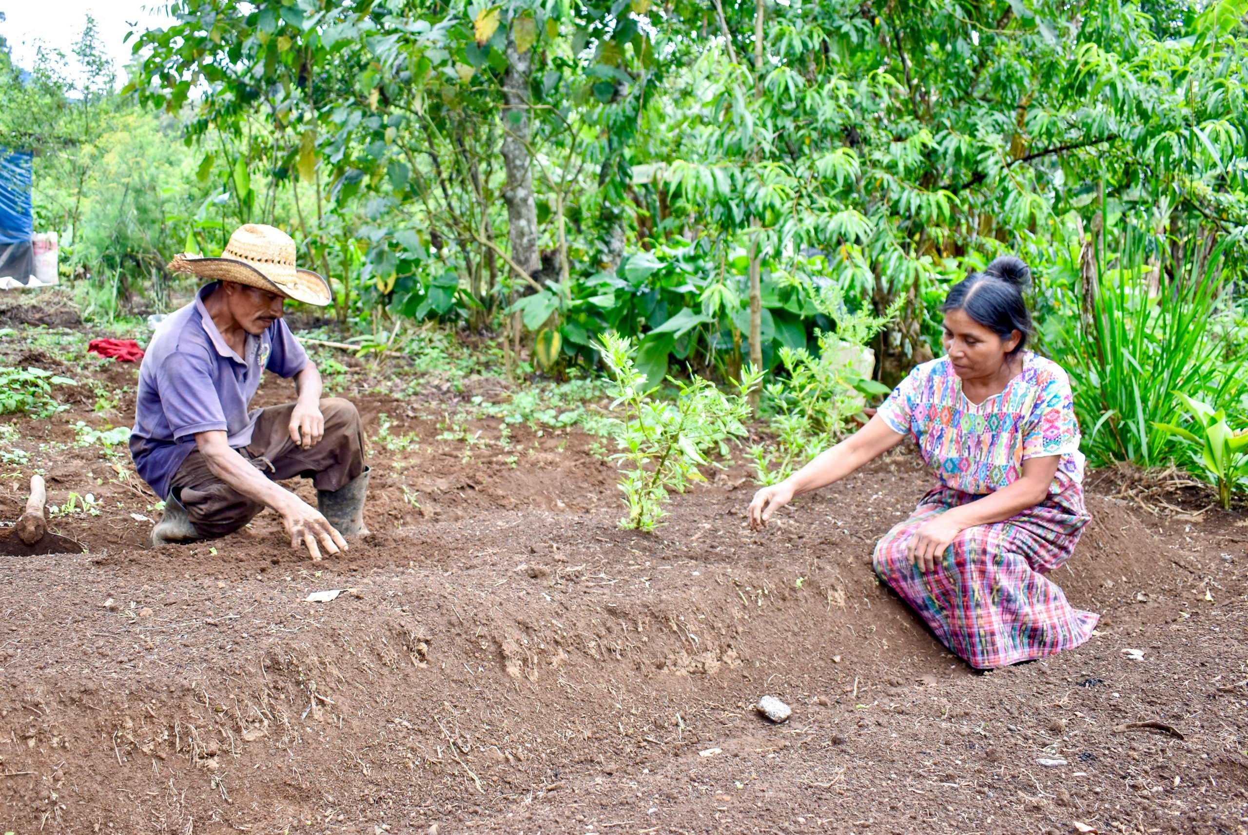 Two members of Maya Ixil cooperative plant new fruit tree saplings alongside other vegetables in their home garden.