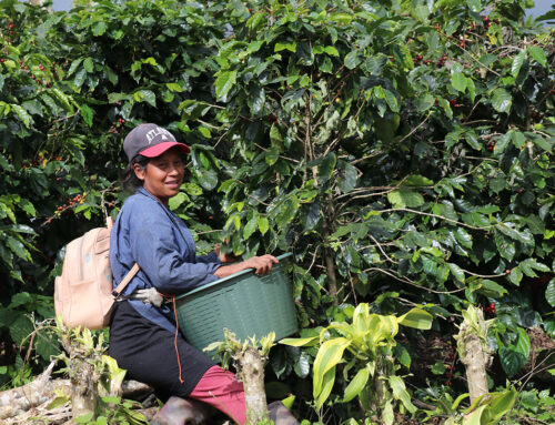 Who Is Today’s Coffee Farmer?