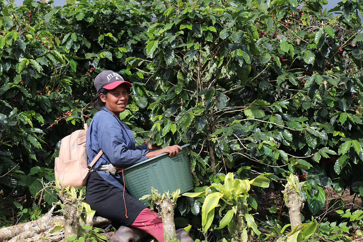 Woman coffee farmer picking coffee